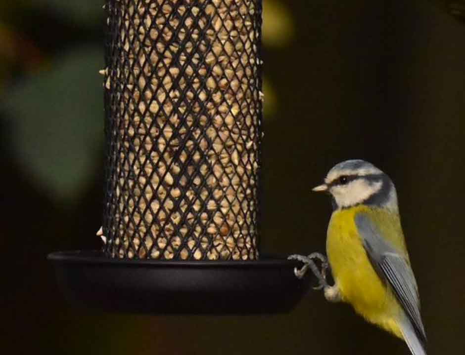 What birds are visiting your garden in Spring?