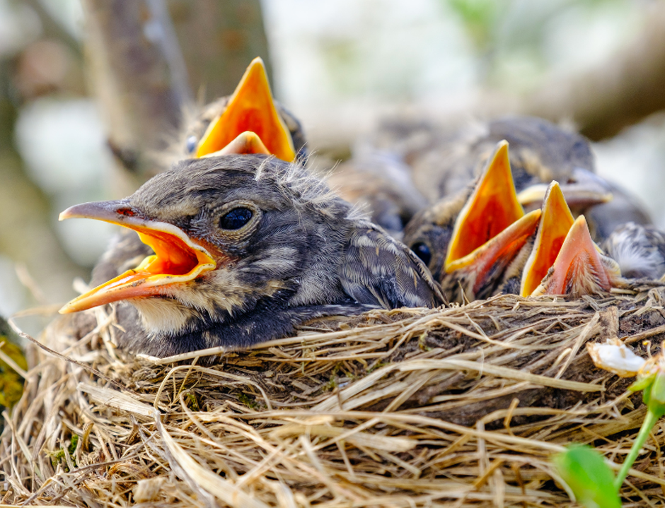 Signs of Nesting in your Garden